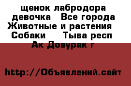 щенок лабродора девочка - Все города Животные и растения » Собаки   . Тыва респ.,Ак-Довурак г.